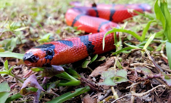 Sogno del serpente rosso - Significato e simbolismo