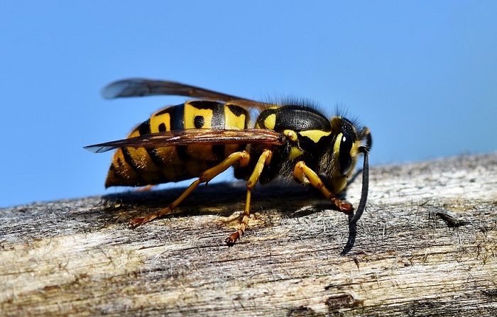 Sogni sulle vespe - Interpretazione e significato